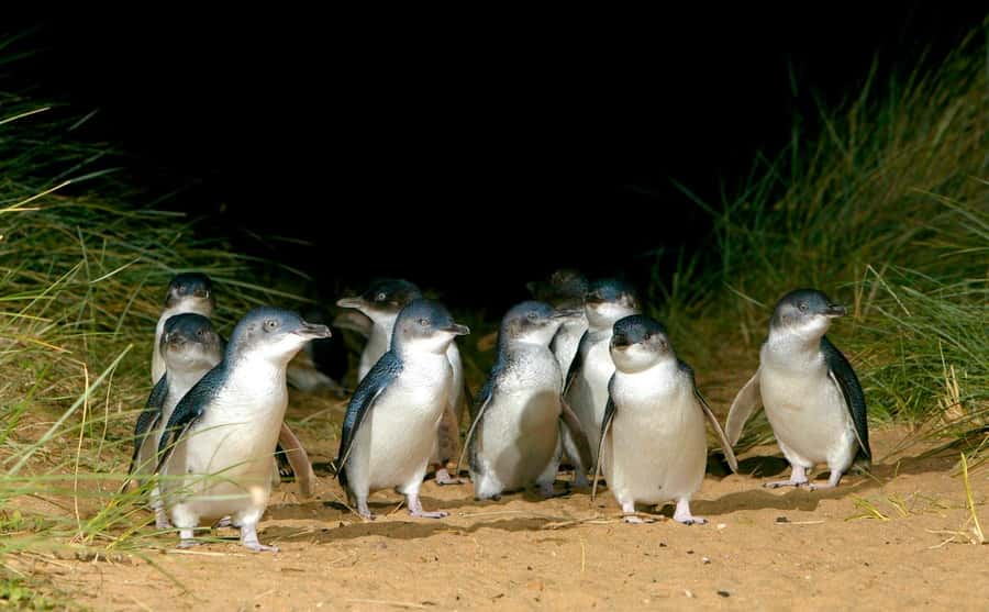 Melbourne: Puffing Billy Penguin Parade Brighton Boxes Tour - Maru Koala and Animal Park: a useful but uncertain extra