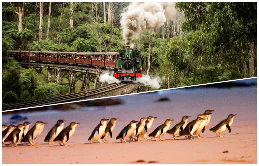 Melbourne: Puffing Billy Railway & Penguin Parade Day Tour - Puffing Billy through the Dandenong Ranges