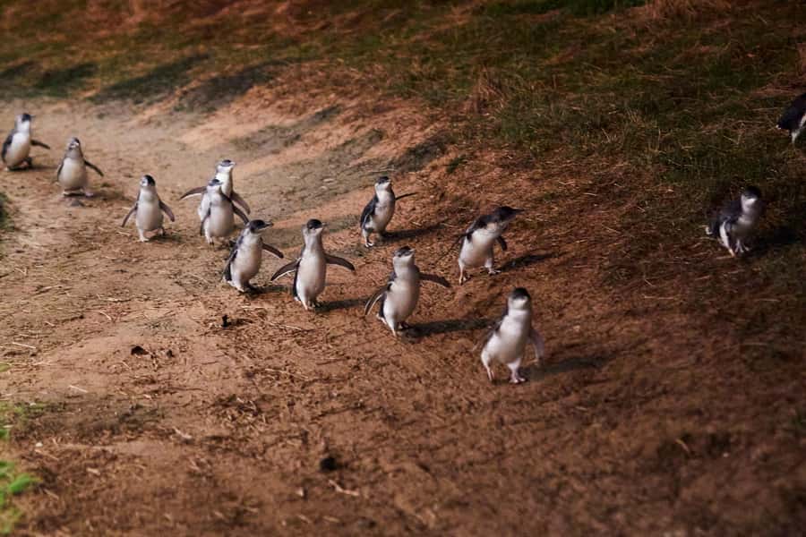 Melbourne: Puffing Billy Railway & Penguin Parade Day Tour - The Penguin Parade at Summerland Beach