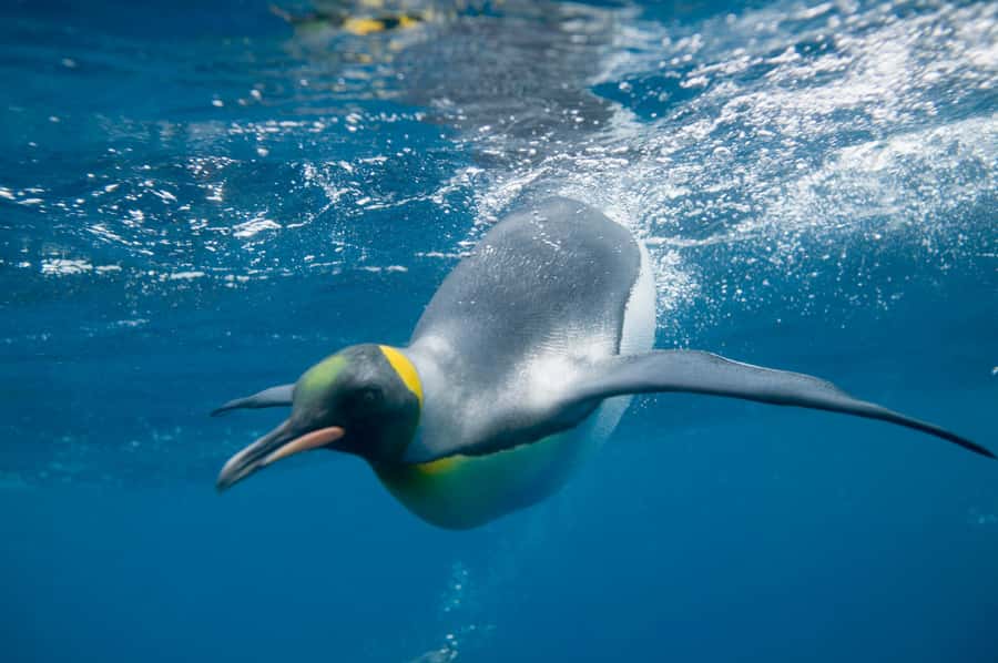 Melbourne: SEA LIFE Aquarium Entrance Ticket - Food, maps, and small practical annoyances