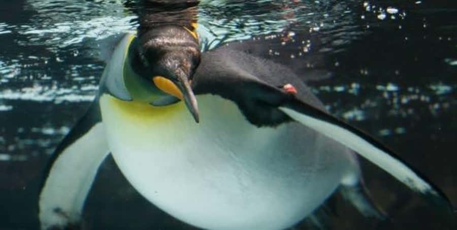 Melbourne: SEA LIFE Aquarium Entrance Ticket - A compact aquarium in the heart of Melbourne