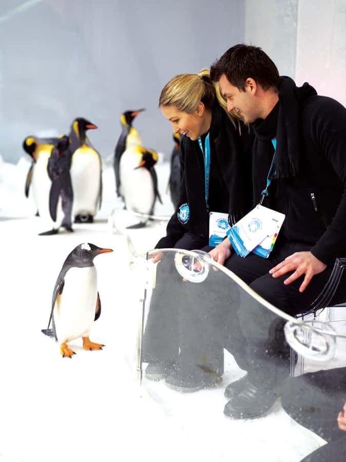Melbourne: SEA LIFE Aquarium Entrance Ticket - Bay of Rays brings the action closer