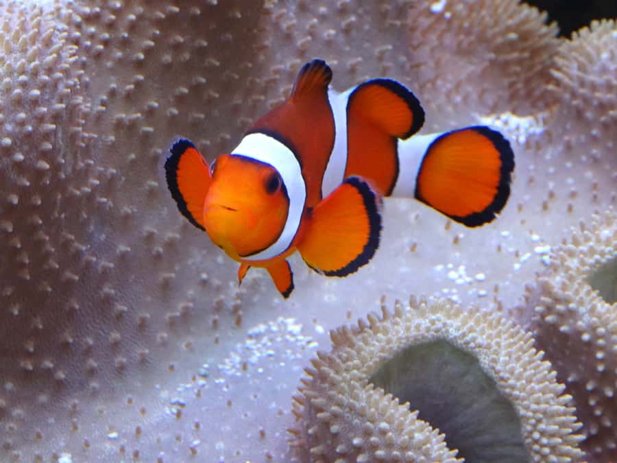 Melbourne: SEA LIFE Aquarium Entrance Ticket - Pinjarra gives the visit an Australian edge