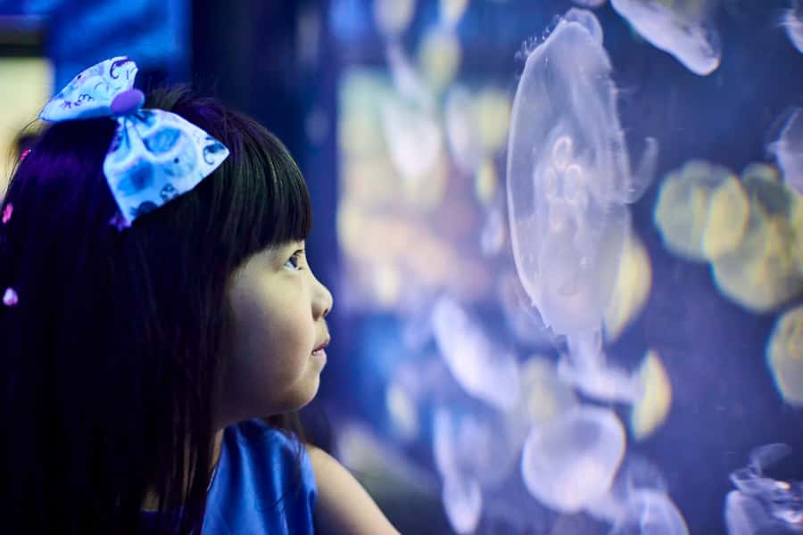 Melbourne: SEA LIFE Aquarium Entrance Ticket - Jellyfish and elephant sharks add something different