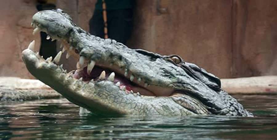 Melbourne: SEA LIFE Aquarium Entrance Ticket - Extra activities can make the day longer