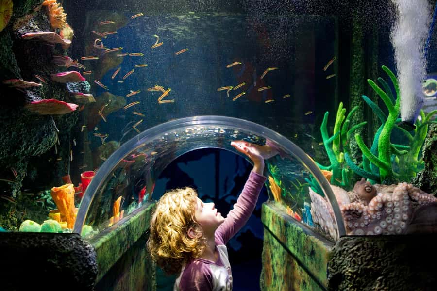 Melbourne: SEA LIFE Aquarium Entrance Ticket - How long should you allow?