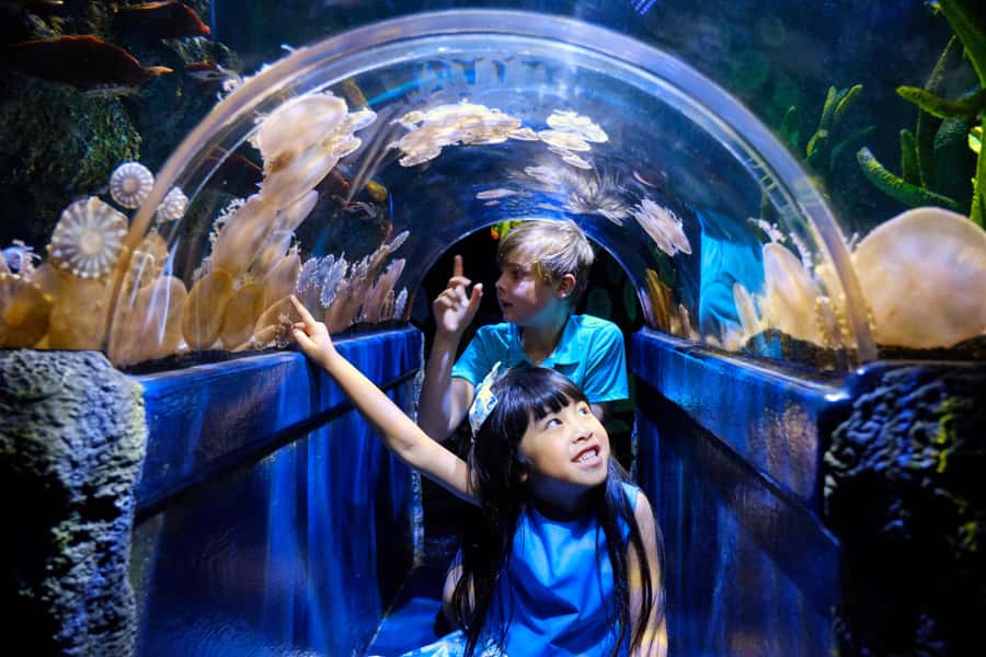 Melbourne: SEA LIFE Aquarium Entrance Ticket - Start with the smaller creatures and unusual displays