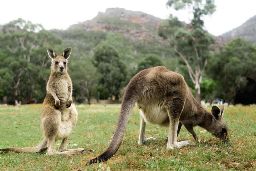 Melbourne to Adelaide: 2-Day Overland Explorer Tour - Key points at a glance