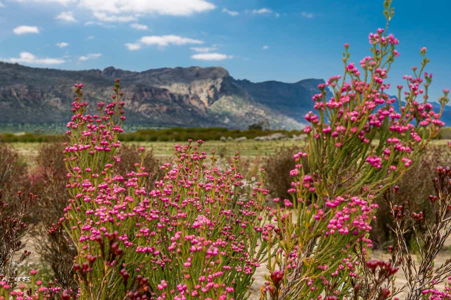 Melbourne to Adelaide: 2-Day Overland Explorer Tour - Maits Rest changes the scenery
