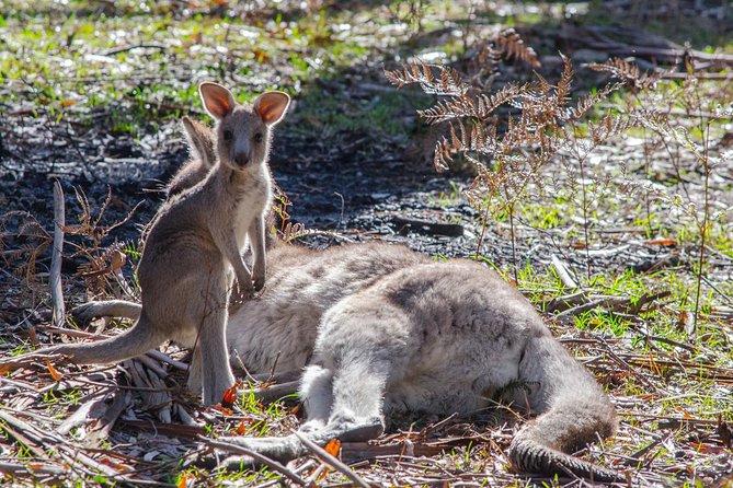 Melbourne to Adelaide: 3-Day Great Ocean Road Grampians Tour - Why this Melbourne to Adelaide route works