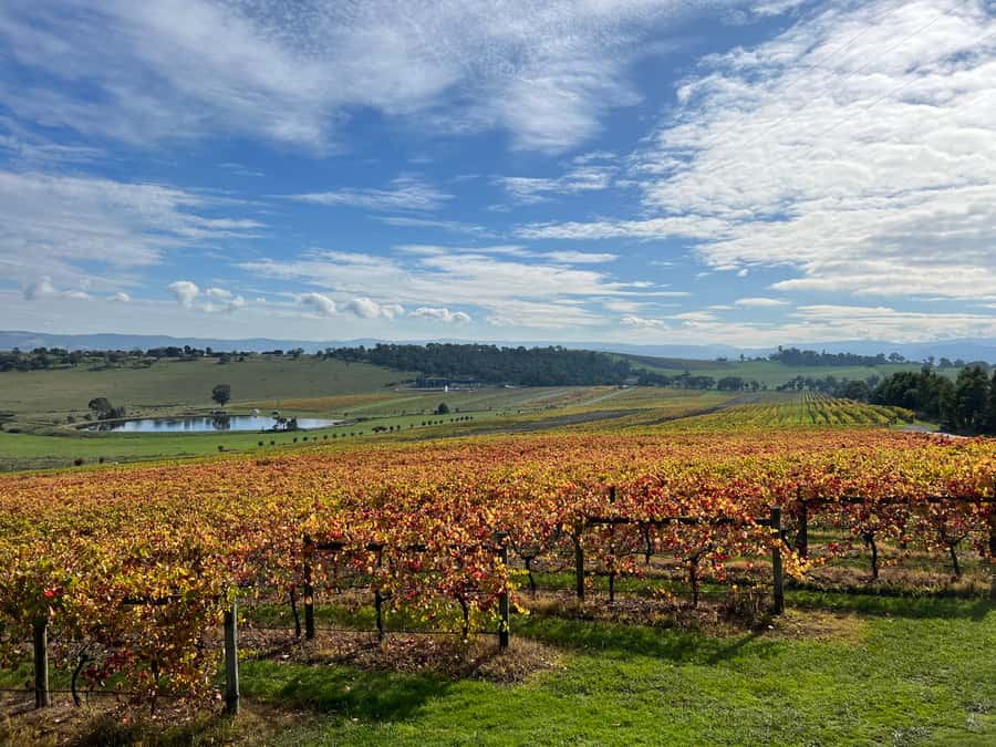 Melbourne: Yarra Valley Wine Tour + Lunch & Gin/Beer Option - Helen & Joey Estate adds another style of wine