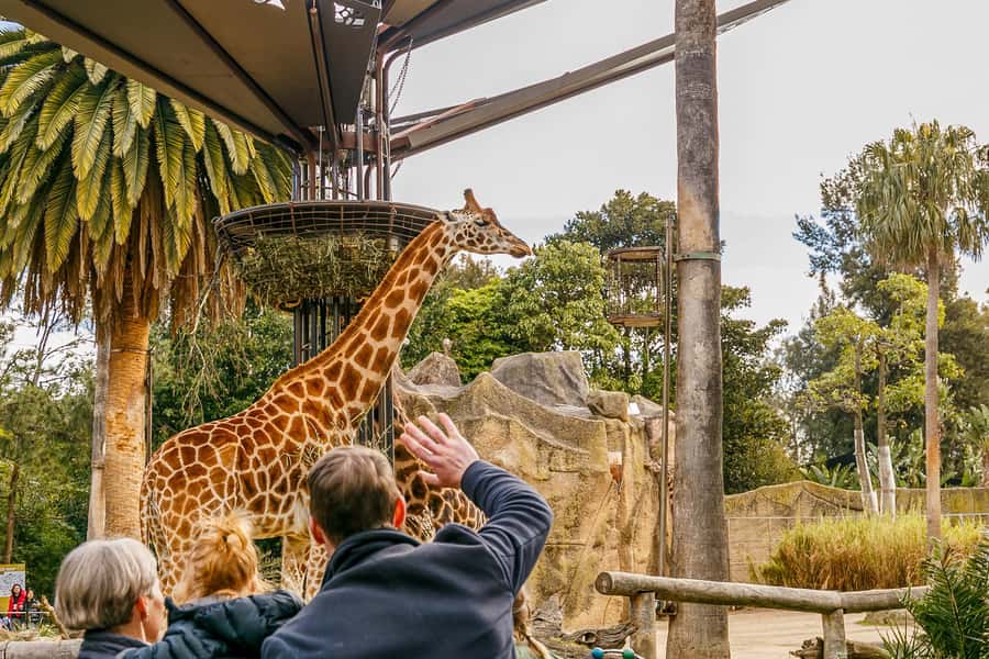 Melbourne Zoo: 1-Day Entry Ticket - Why Melbourne Zoo works so well for a city day