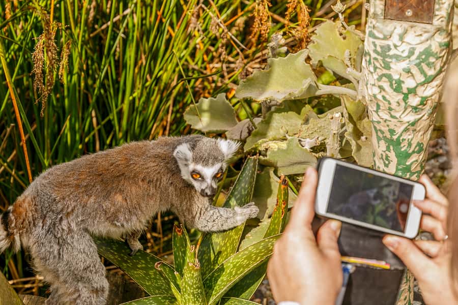 Melbourne Zoo: 1-Day Entry Ticket - Getting there from Melbourne city centre