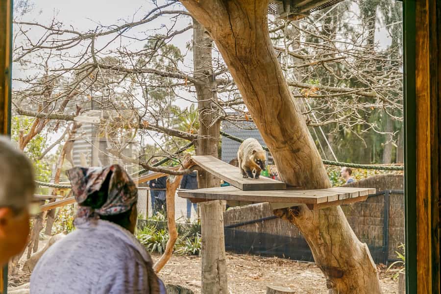 Melbourne Zoo: 1-Day Entry Ticket - Walk through the Asian and African rainforests