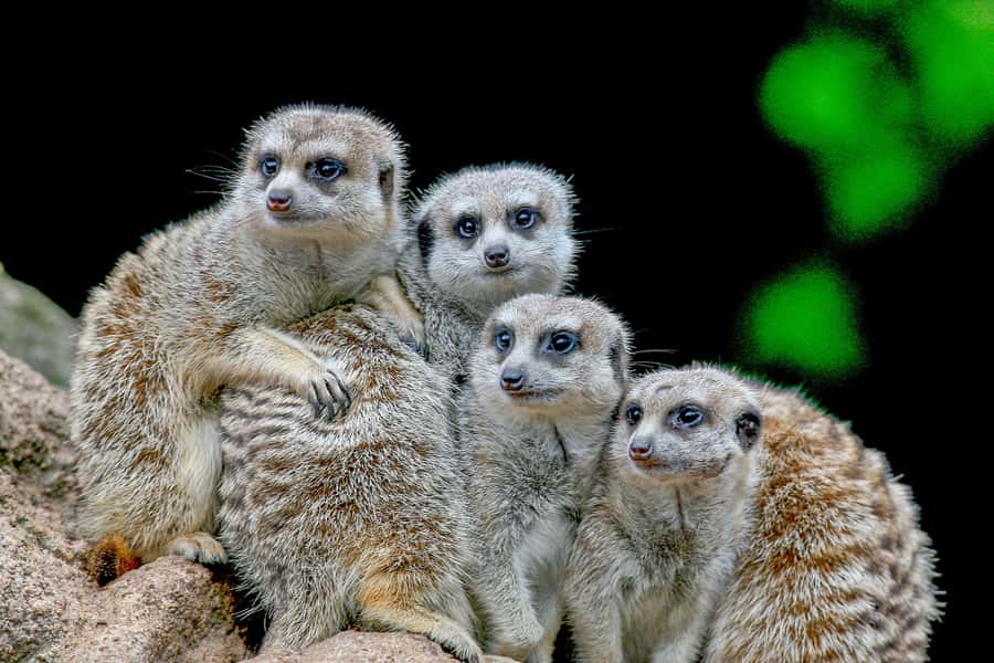 Melbourne Zoo: 1-Day Entry Ticket - See little penguins and Australian fur seals