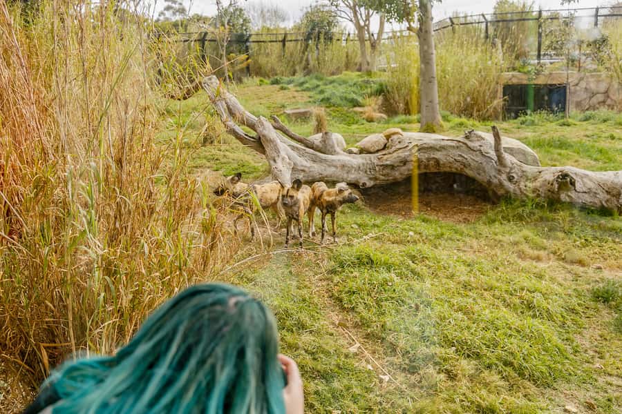 Melbourne Zoo: 1-Day Entry Ticket - Food, seats, shade, and the practical side of the day