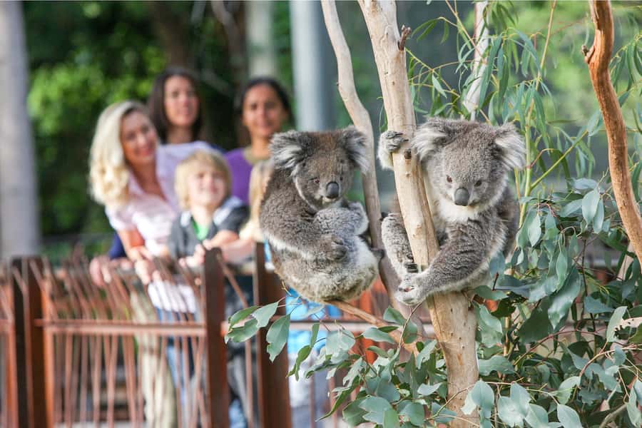 Melbourne Zoo: 1-Day Entry Ticket - Start with the Australian bush animals