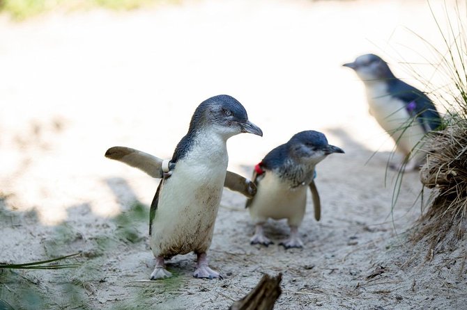 Melbourne Zoo General Entry Ticket - Why Melbourne Zoo works well for a city break