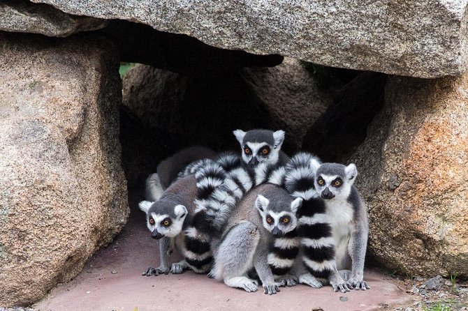 Melbourne Zoo General Entry Ticket - Primates, gorillas, and the Butterfly House