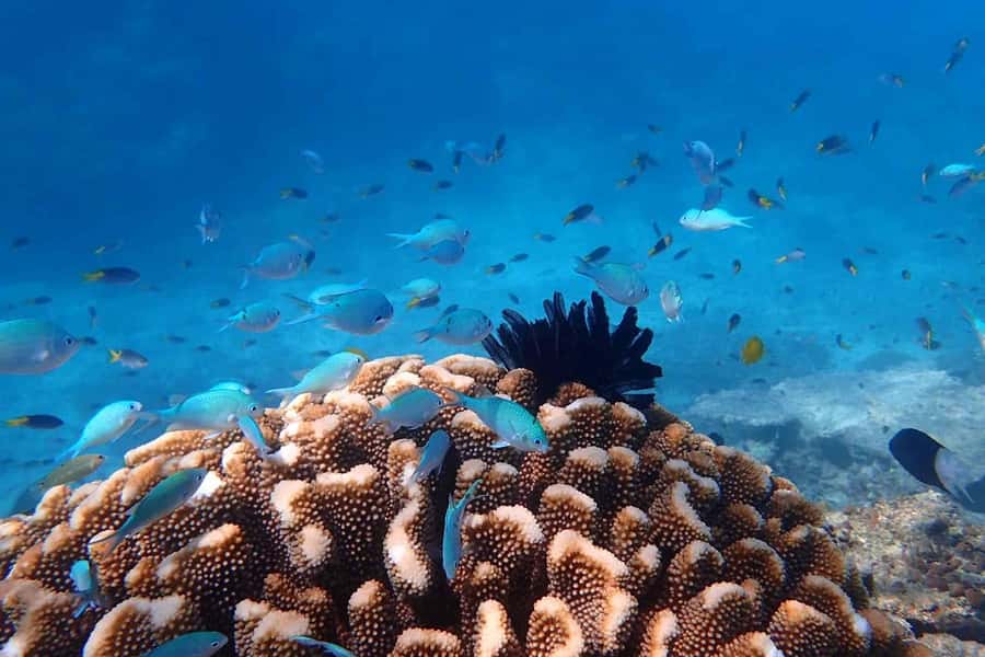 Mission Beach: Outer Great Barrier Reef & Dunk Island Tour - Should you book QuickCoast to Beaver Reef?