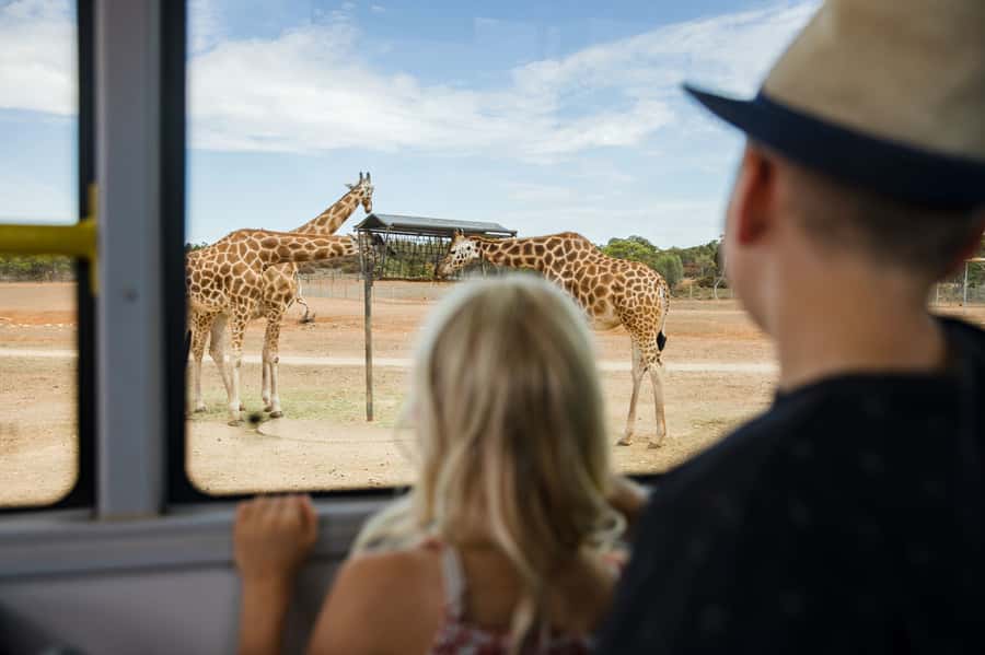 Monarto Safari Park: General Admission Tickets - Key points to know before you go