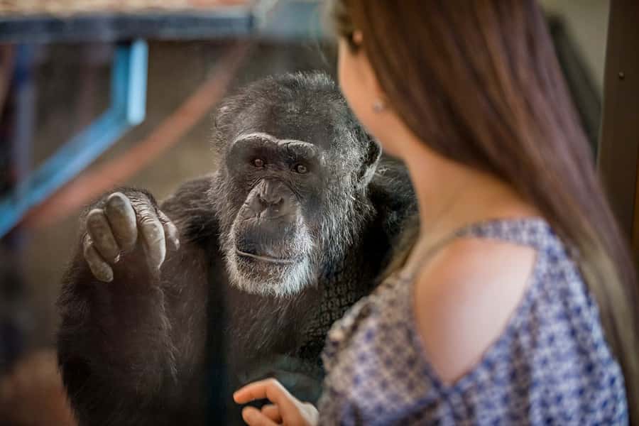 Monarto Safari Park: General Admission Tickets - Why Monarto feels more like a safari than a zoo