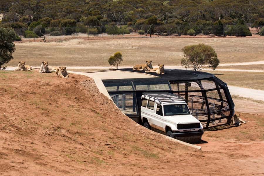Monarto Safari Park: General Admission Tickets - Using the Zu-loop bus