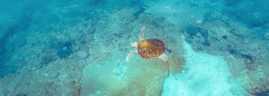 Mooloolaba: Snorkel with Turtles Mudjimba Island - From The Wharf to open water