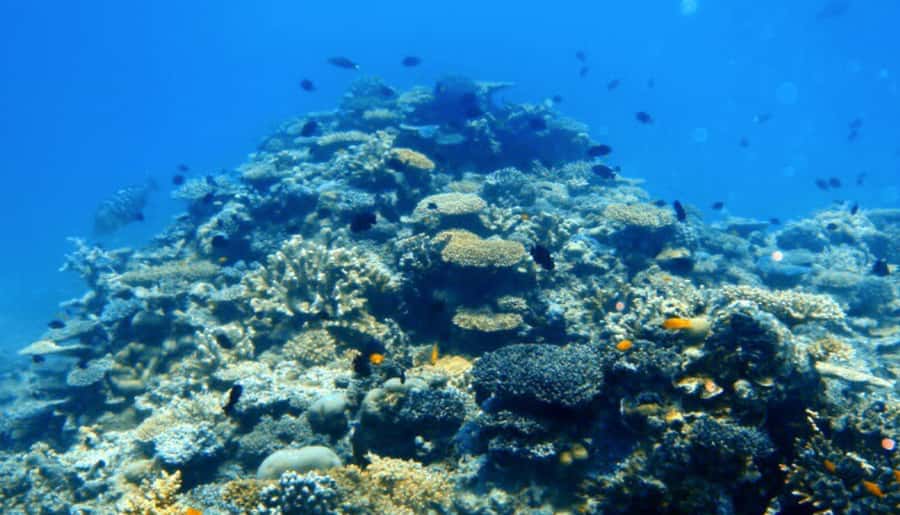 Mooloolaba: Snorkel with Turtles Mudjimba Island - Guides who make the difference