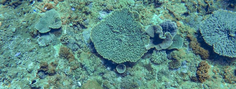 Mooloolaba: Snorkel with Turtles Mudjimba Island - The practical verdict on Mudjimba Island