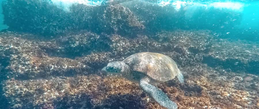 Mooloolaba: Snorkel with Turtles Mudjimba Island - FAQ