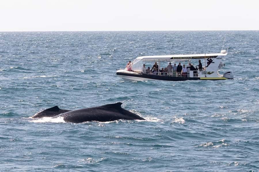 Mooloolaba: Whale Watching Cruise - A fast start from Mooloolaba Wharf