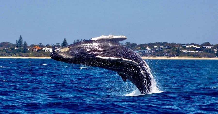 Mooloolaba: Whale Watching Cruise - The whale search and what you might see