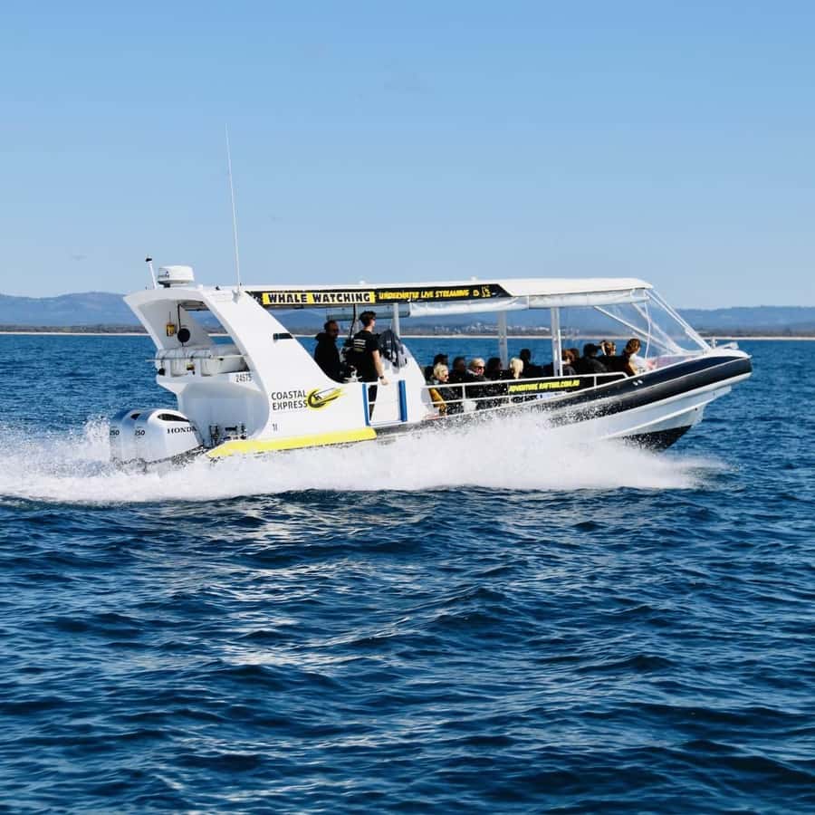 Mooloolaba: Whale Watching Cruise - HD cameras bring the underwater view closer