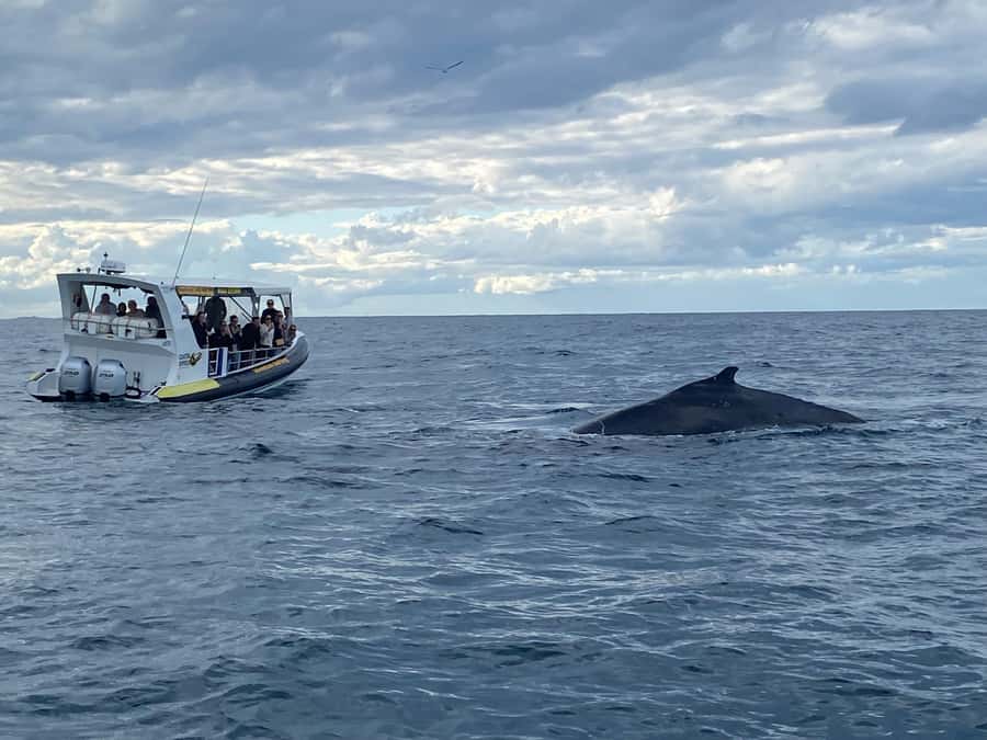 Mooloolaba: Whale Watching Cruise - Why two hours is a sensible length