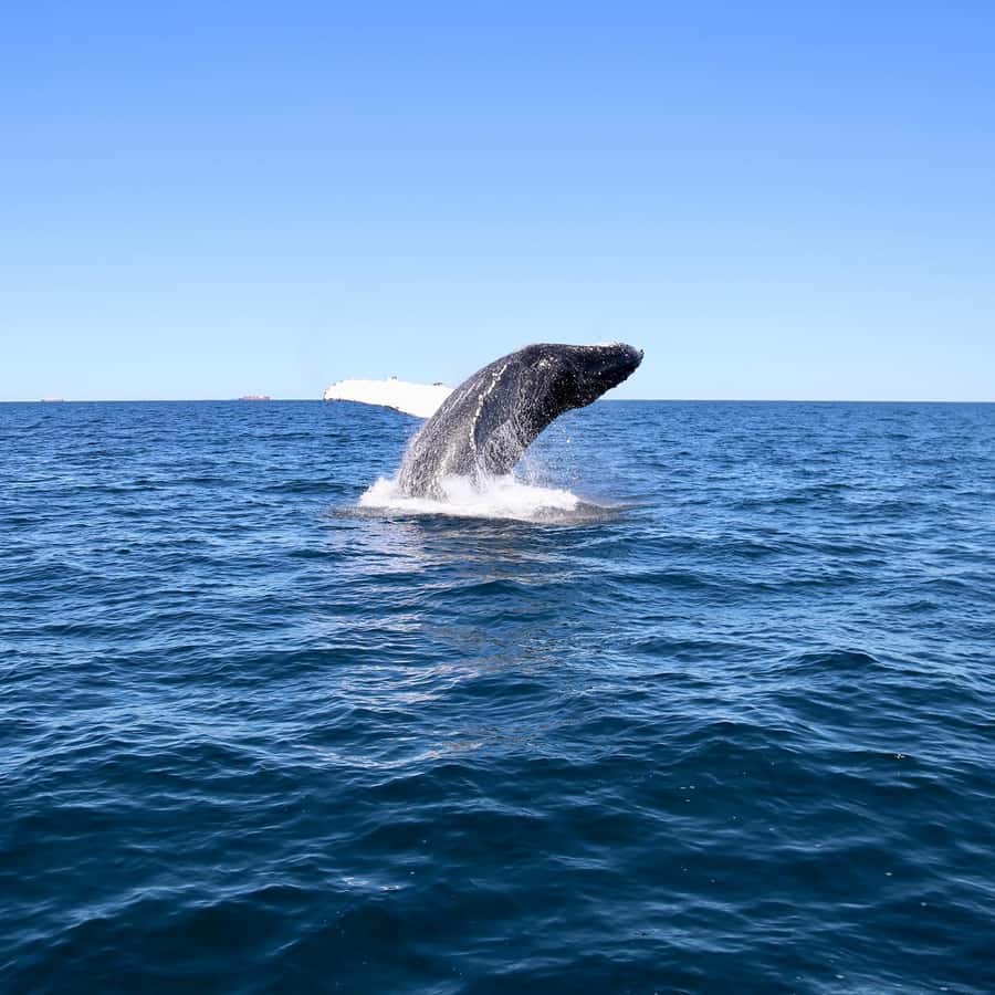 Mooloolaba: Whale Watching Cruise - The best season and the wildlife gamble