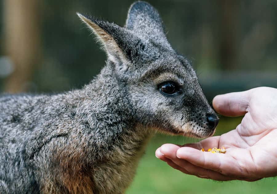 Moonlit Sanctuary Conservation Park Entry Ticket - Meeting Australian animals at Moonlit Sanctuary