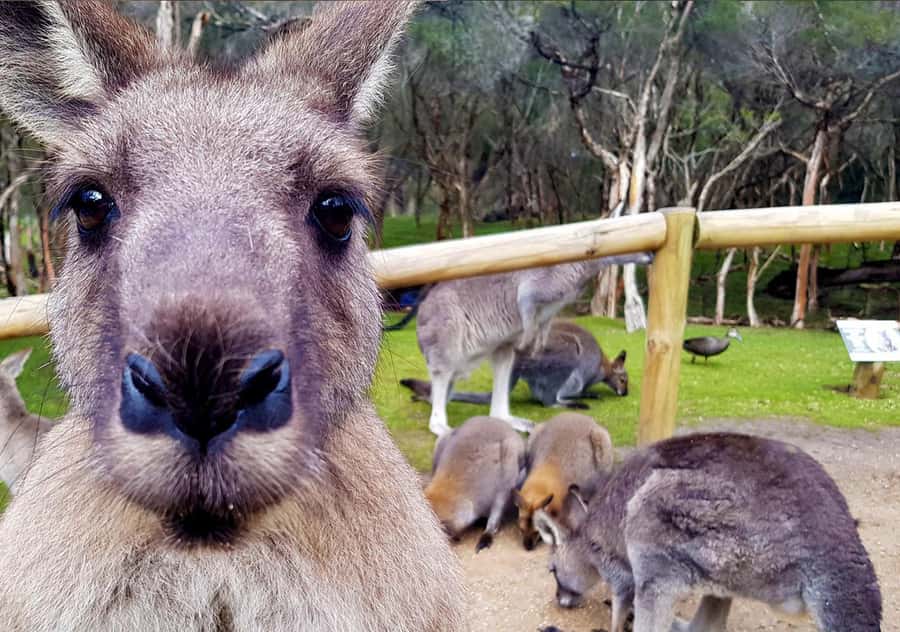 Moonlit Sanctuary Conservation Park Entry Ticket - Cost and what the $24 ticket includes