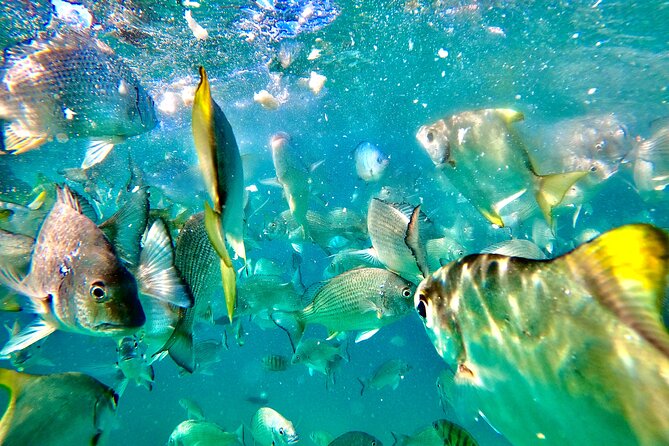Moreton Island Day Trip (Kayak, Snorkel & Sandboard) frm Brisbane or Gold Coast - Snorkeling among the 15 Tangalooma Wrecks