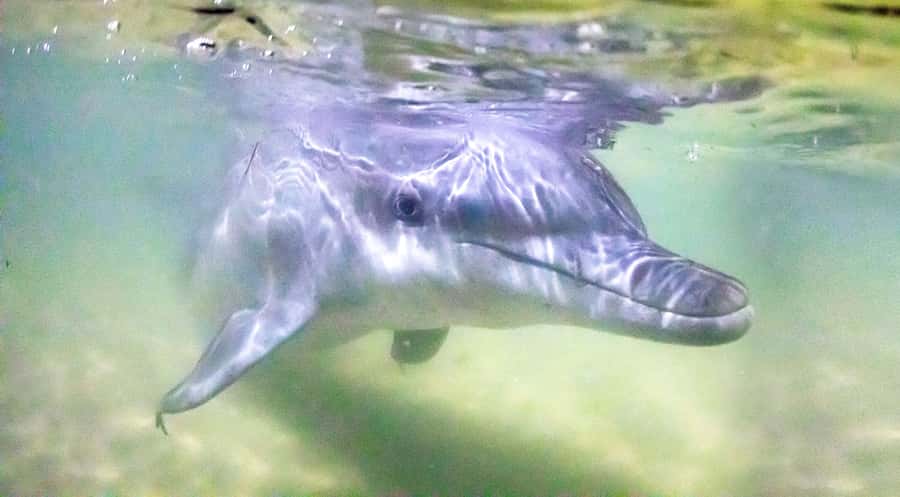 Moreton Island: Tangalooma ATV Quad Bike & Dolphin Feeding - Tangalooma Resort gives you more than a boat ride