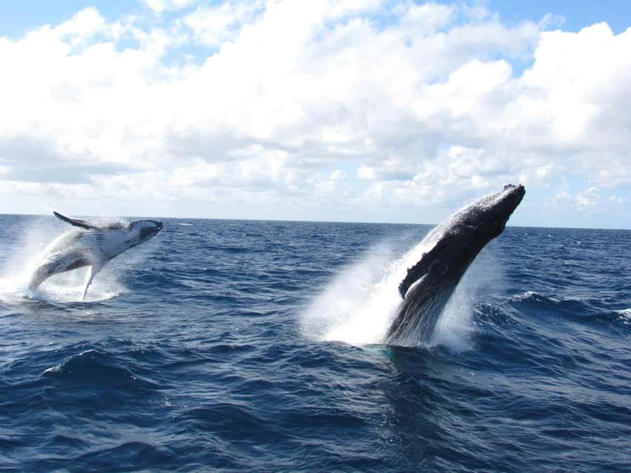 Moreton Island: Tangalooma Day Trip & Whale Watching Cruise - A comfortable catamaran with useful commentary