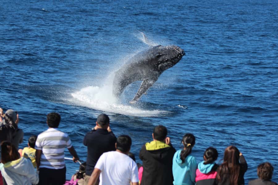 Moreton Island: Tangalooma Day Trip & Whale Watching Cruise - The Eco Ranger and dolphin presentation