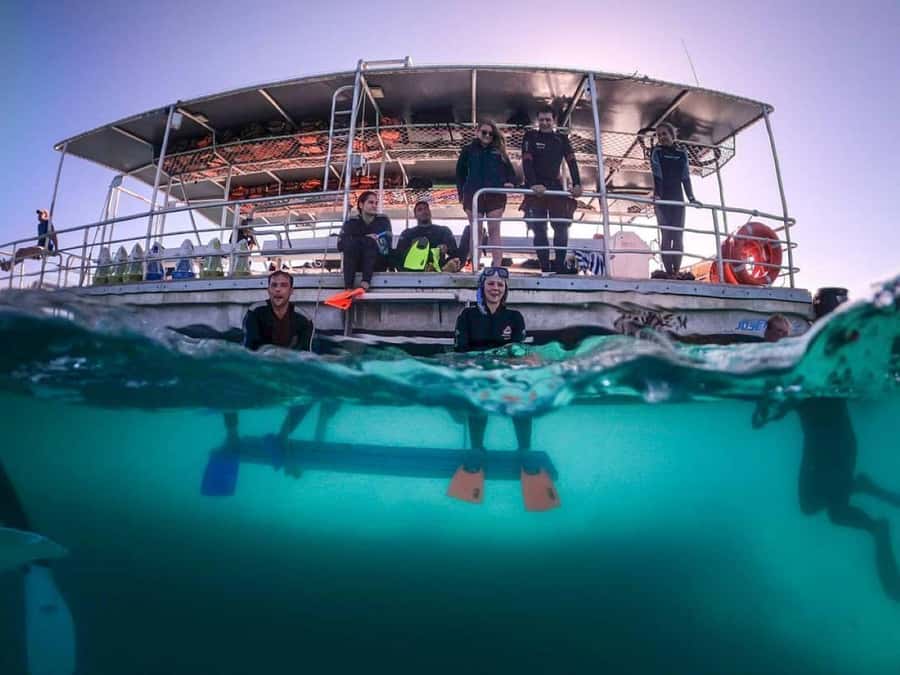 Moreton Island: Tangalooma Day Trip with Snorkeling Tour - Lunch credit and a short window to eat