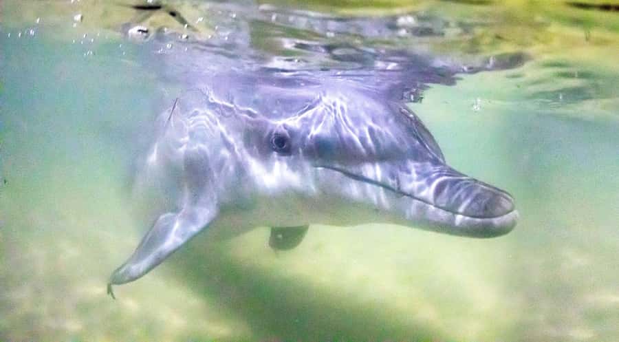 Moreton Island: Tangalooma Desert Safari and Dolphin Feeding - Choosing lunch with a $25 voucher