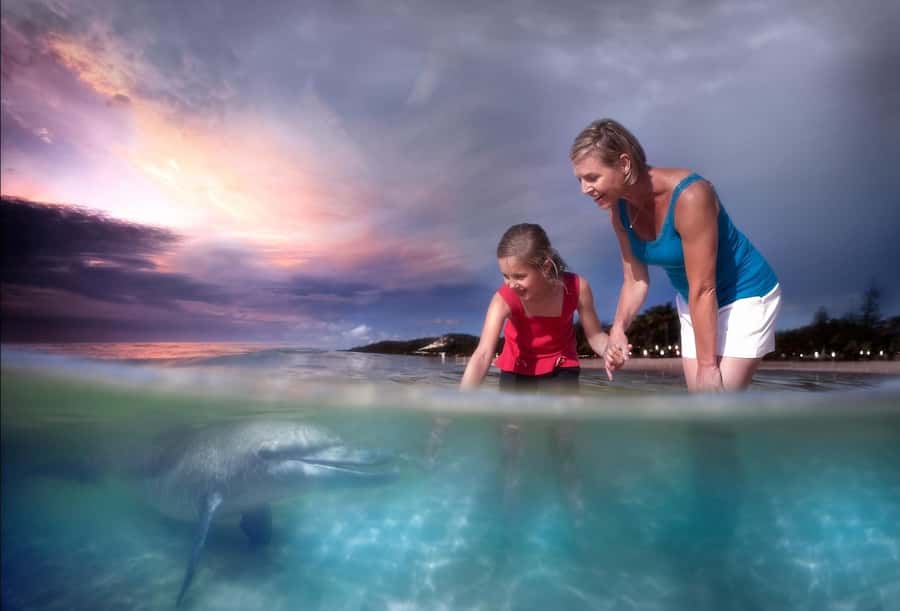 Moreton Island: Tangalooma Snorkeling Tour & Dolphin Feeding - Sunset brings the wild dolphin program