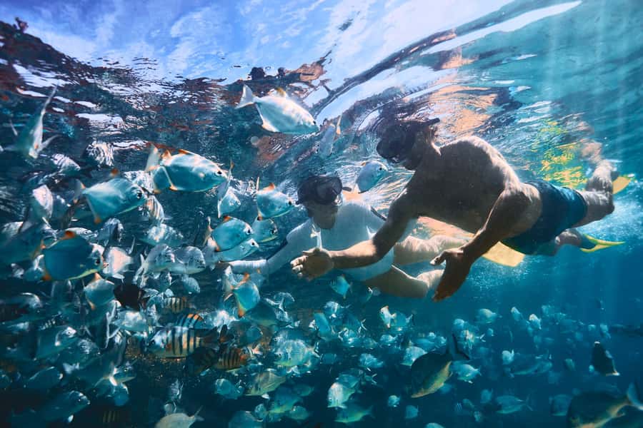 Moreton Island: Tangalooma Snorkeling Tour & Dolphin Feeding - How the day fits together