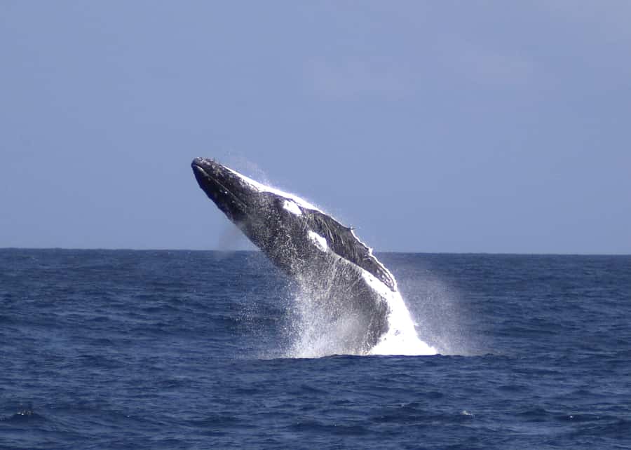 Moreton Island: Tangalooma Whale Watching & Dolphin Feeding - Key points to know before you book