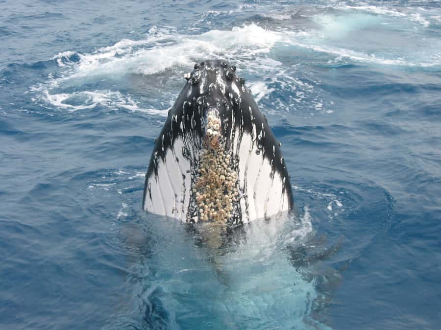 Moreton Island: Tangalooma Whale Watching & Dolphin Feeding - Why this Moreton Island day works so well