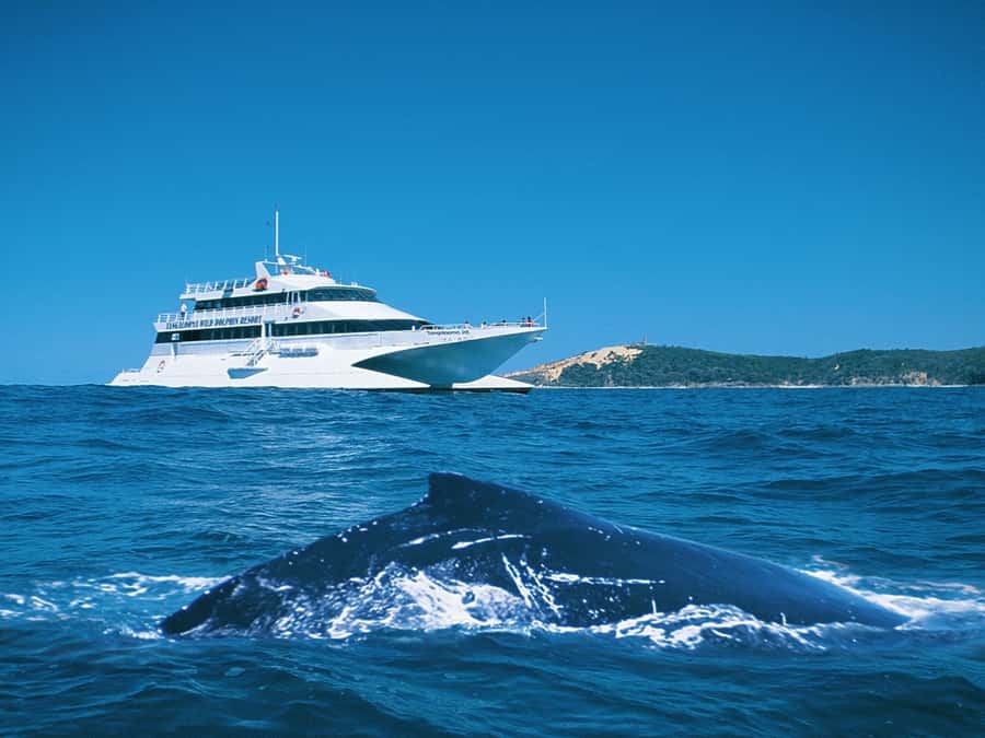 Moreton Island: Tangalooma Whale Watching & Dolphin Feeding - A relaxed morning at Tangalooma
