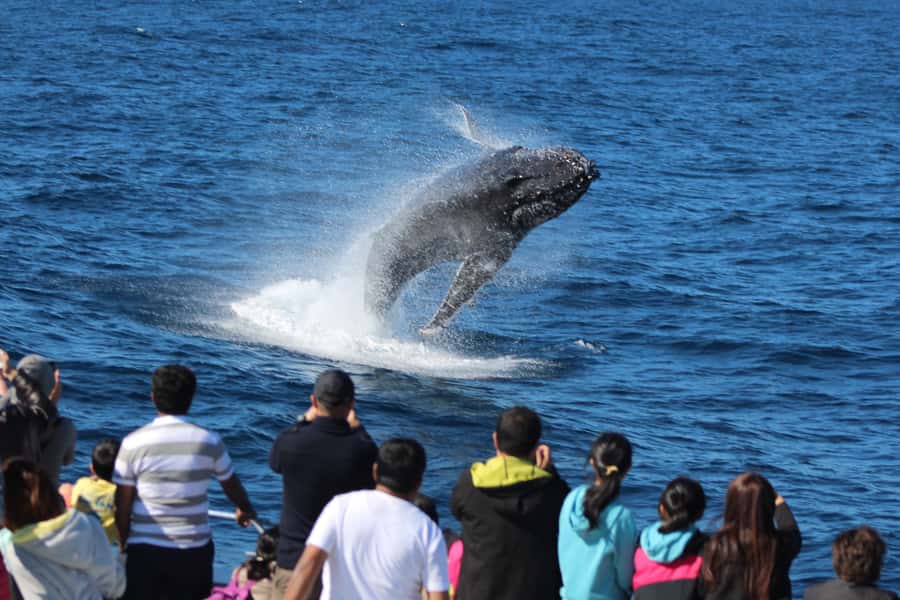 Moreton Island: Tangalooma Whale Watching & Dolphin Feeding - What the $162 price really covers